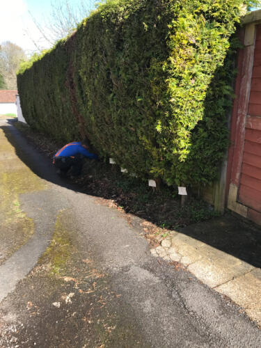 Hedges