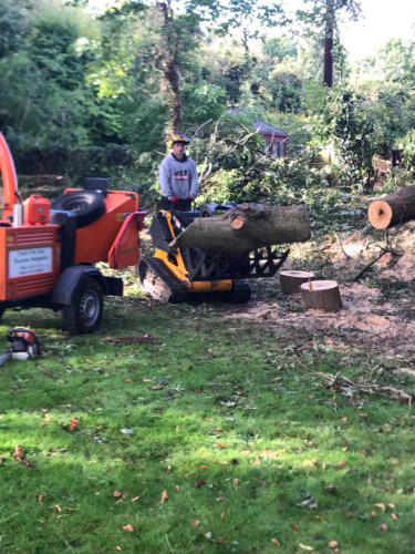 Tree felling