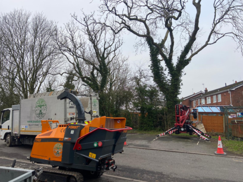 Ash Dieback work